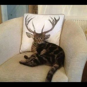 Meet your Posher, Krista k